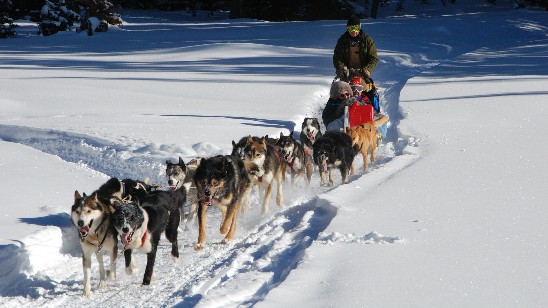 Une balade en chien de traîneaux en vacances d'hiver dans les Pyrénées